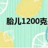 胎兒1200克是多少斤（1200克是多少斤）