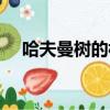 哈夫曼樹的構造規則（哈夫曼樹的構造）