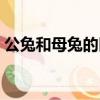 公兔和母兔的區別圖片（兔子公母怎么分辨）