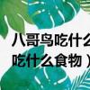 八哥鳥吃什么食物最好八哥烏有幾種（八哥鳥吃什么食物）