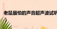 老鼠最怕的聲音超聲波試聽(老鼠最怕的聲音)