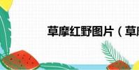 草摩紅野圖片(草摩紅野)