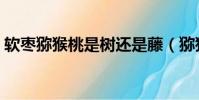 軟棗獼猴桃是樹還是藤(獼猴桃是樹還是藤)