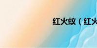 紅火蟻(紅火)