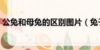 公兔和母兔的區別圖片(兔子公母怎么分辨)