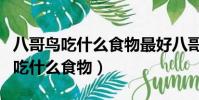 八哥鳥吃什么食物最好八哥烏有幾種(八哥鳥吃什么食物)