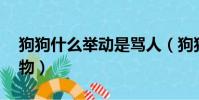 狗狗什么舉動是罵人(狗狗不能吃的20種食物)