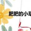 肥肥的小草的作品（肥肥的小草作品）