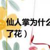 仙人掌為什么做不了花朵（仙人掌為什么做不了花）