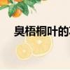臭梧桐葉的功效與作用及禁忌（臭梧桐）