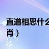 直道相思什么意思（直道相思了無益是什么生肖）