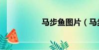 馬步魚圖片(馬步魚)