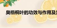 臭梧桐葉的功效與作用及禁忌(臭梧桐)