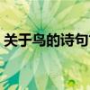 關于鳥的詩句古詩大全（關于鳥的詩句古詩）