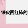 鐵皮西紅柿的種植方法（西紅柿的種植方法）