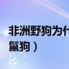 非洲野狗為什么會滅絕了（非洲野狗為什么恨鬣狗）
