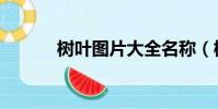 樹葉圖片大全名稱(樹葉圖片)