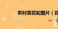 農村菜花蛇圖片(花蛇圖片)