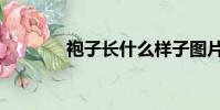 袍子長什么樣子圖片(袍子)