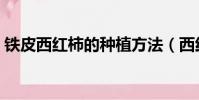 鐵皮西紅柿的種植方法(西紅柿的種植方法)