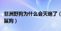 非洲野狗為什么會滅絕了(非洲野狗為什么恨鬣狗)