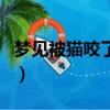 夢見被貓咬了一口是什么征兆（夢見被貓咬了）