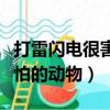 打雷閃電很害怕的動物有哪些（打雷閃電很害怕的動物）
