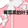 蘺蒿菜的葉子可以吃嗎（茼蒿葉子能吃嗎）