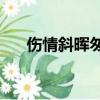 傷情斜暉匆匆劇透（傷情by斜暉匆匆）