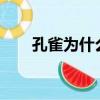 孔雀為什么開屏?（孔雀為什么開屏）