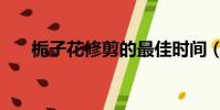 梔子花修剪的最佳時間(梔子花修剪)
