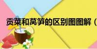 貢菜和萵筍的區別圖圖解(貢菜是萵筍嗎)