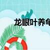 龍眼葉養龜用開水煮嗎（龍眼葉養龜）