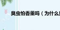 臭蟲怕香薰嗎(為什么臭蟲怕香水)