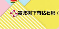 露兜樹下有鉆石嗎(露兜樹)