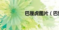 巴厘虎圖片(巴里虎)
