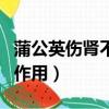 蒲公英傷腎不可逆（蒲公英玉米須茶的功效與作用）