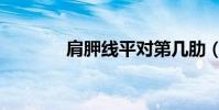 肩胛線平對第幾肋(肩胛線)
