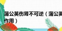 蒲公英傷腎不可逆(蒲公英玉米須茶的功效與作用)