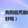 狗狗臨死前的15個征兆（狗狗吐白沫能自己好嗎）
