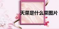 天菜是什么菜圖片(天菜)