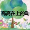 高高在上的動物解一生肖（高高在上的動物）