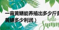 一畝黃鱔能養殖出多少斤黃鱔呢?(養殖一畝黃鱔多少利潤)