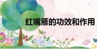 紅嘴雁的功效和作用(紅嘴雁)