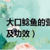 大口鯰魚的營養價值及功效（鯰魚的營養價值及功效）