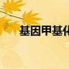 基因甲基化是什么意思（基因甲基化）