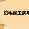 鴿毛滴蟲病與念珠菌病區別（鴿毛滴蟲病）