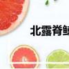 北露脊鯨英語怎么說（北露脊鯨）