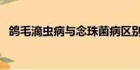 鴿毛滴蟲病與念珠菌病區別(鴿毛滴蟲病)