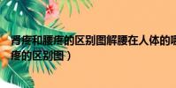 腎疼和腰疼的區別圖解腰在人體的哪個部位圖示(腎疼和腰疼的區別圖)
